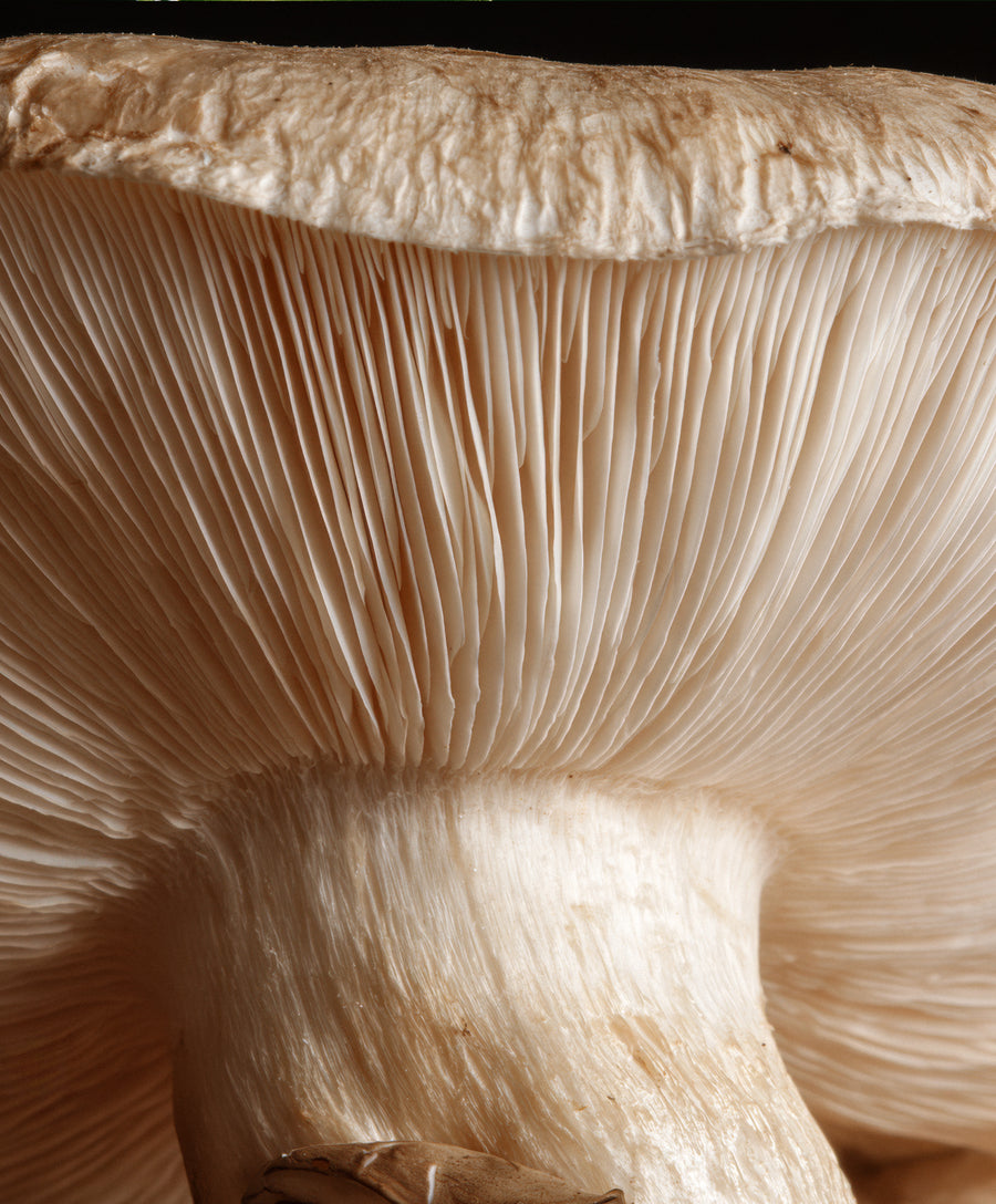 Funghi