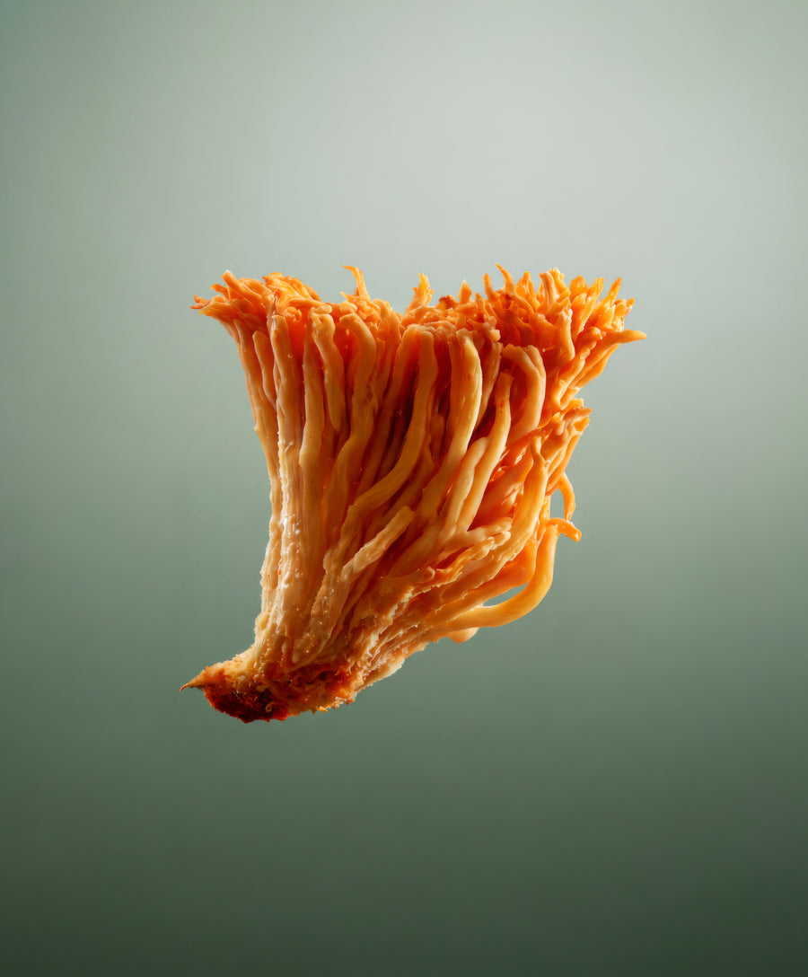 Cordyceps