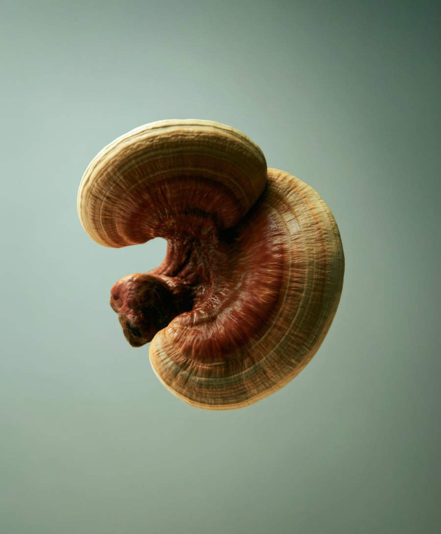 Reishi