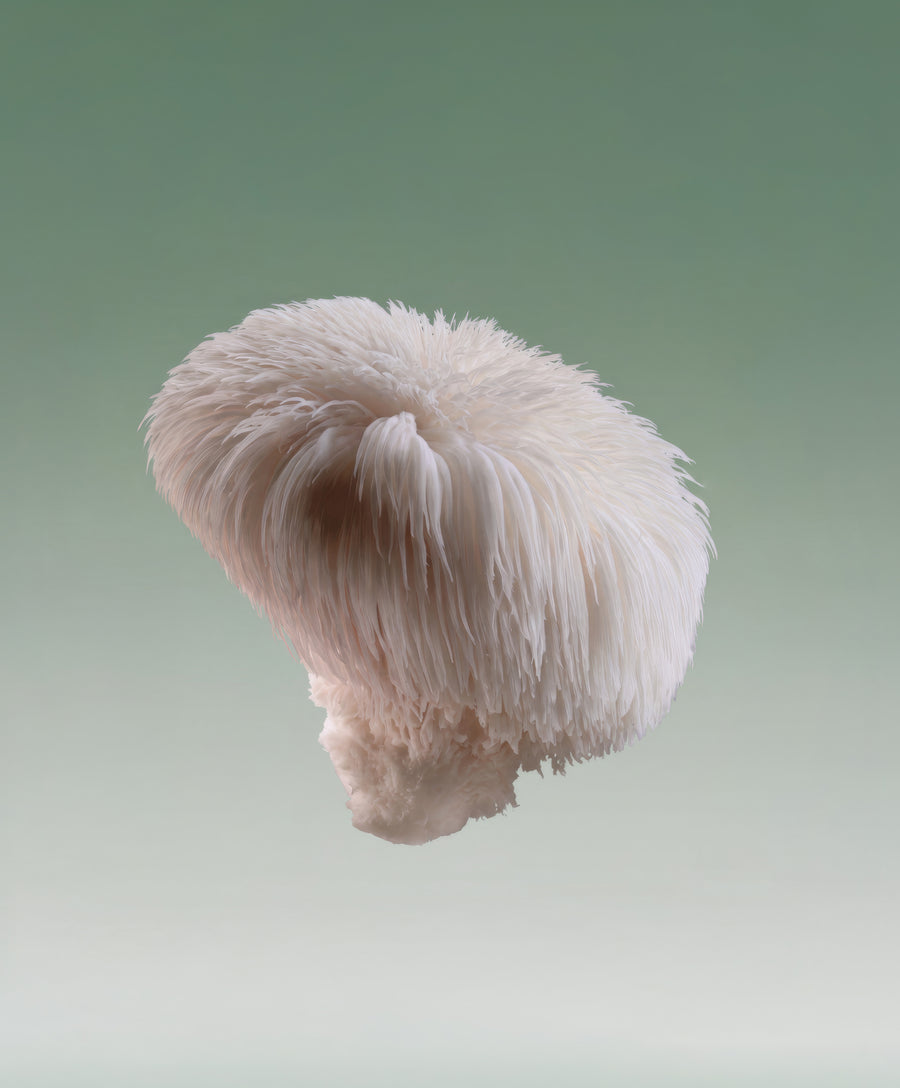 Lion’s Mane